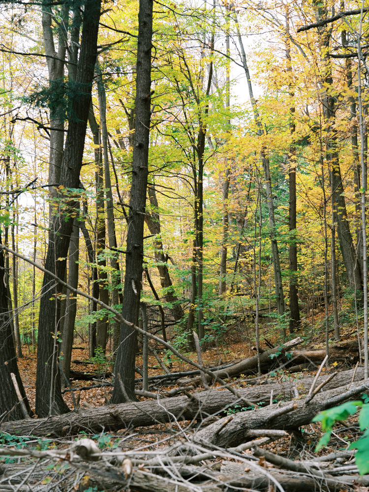 beautiful yellow and green fall forest in southern ontario