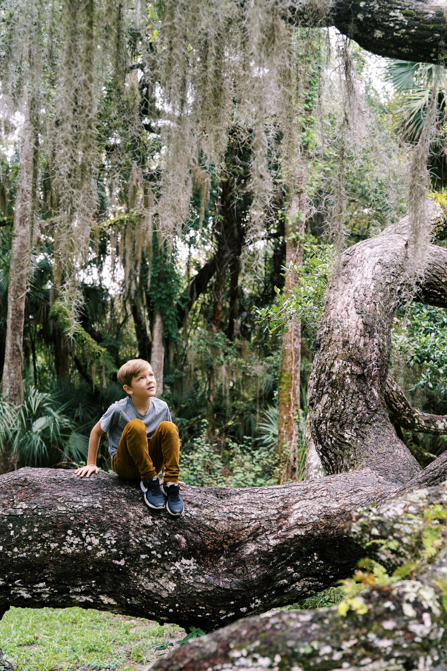 young boy with light brown hair gray shirt and pants sitting on a tree branch and looking up
