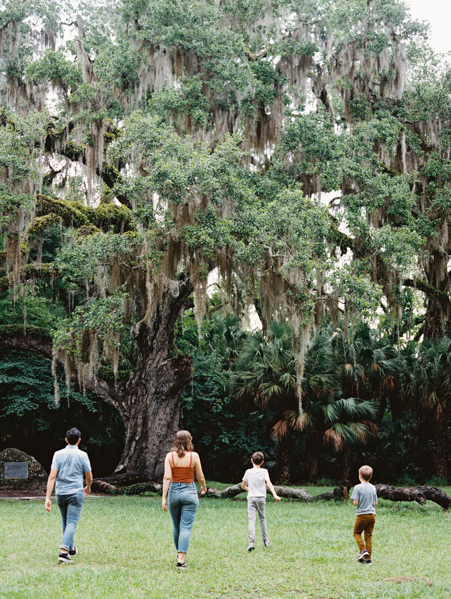 man, woman, and two sons walking away from camera and towards huge oak tree