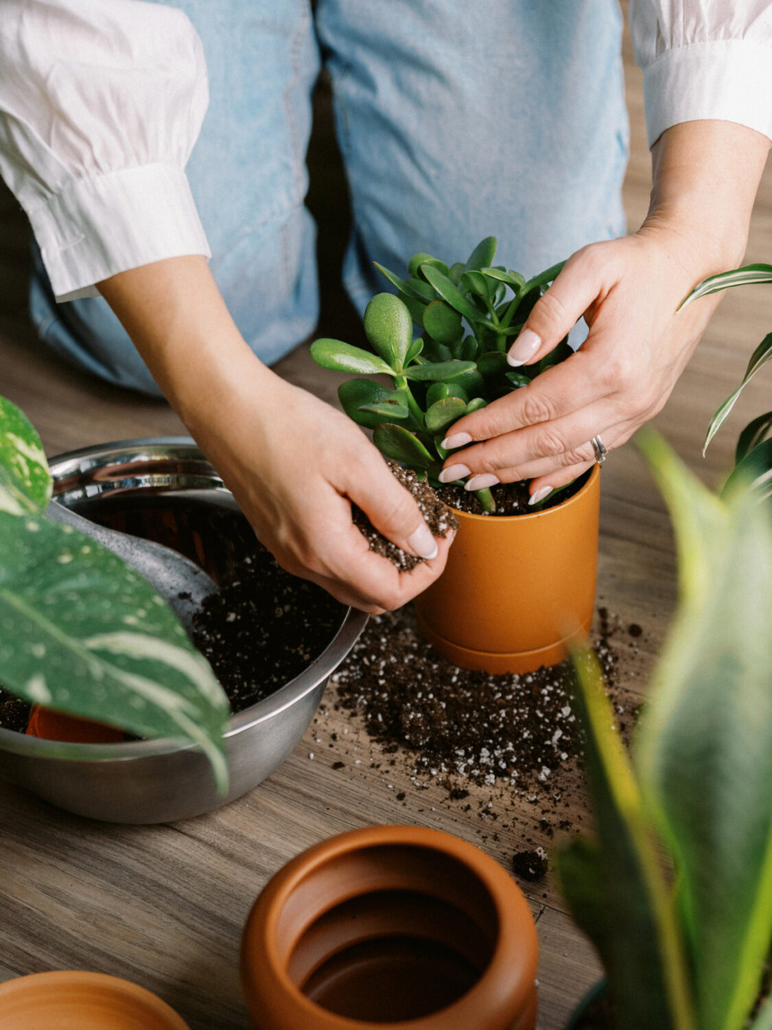 hands scooping soil into a brown pot while planting a jade plant