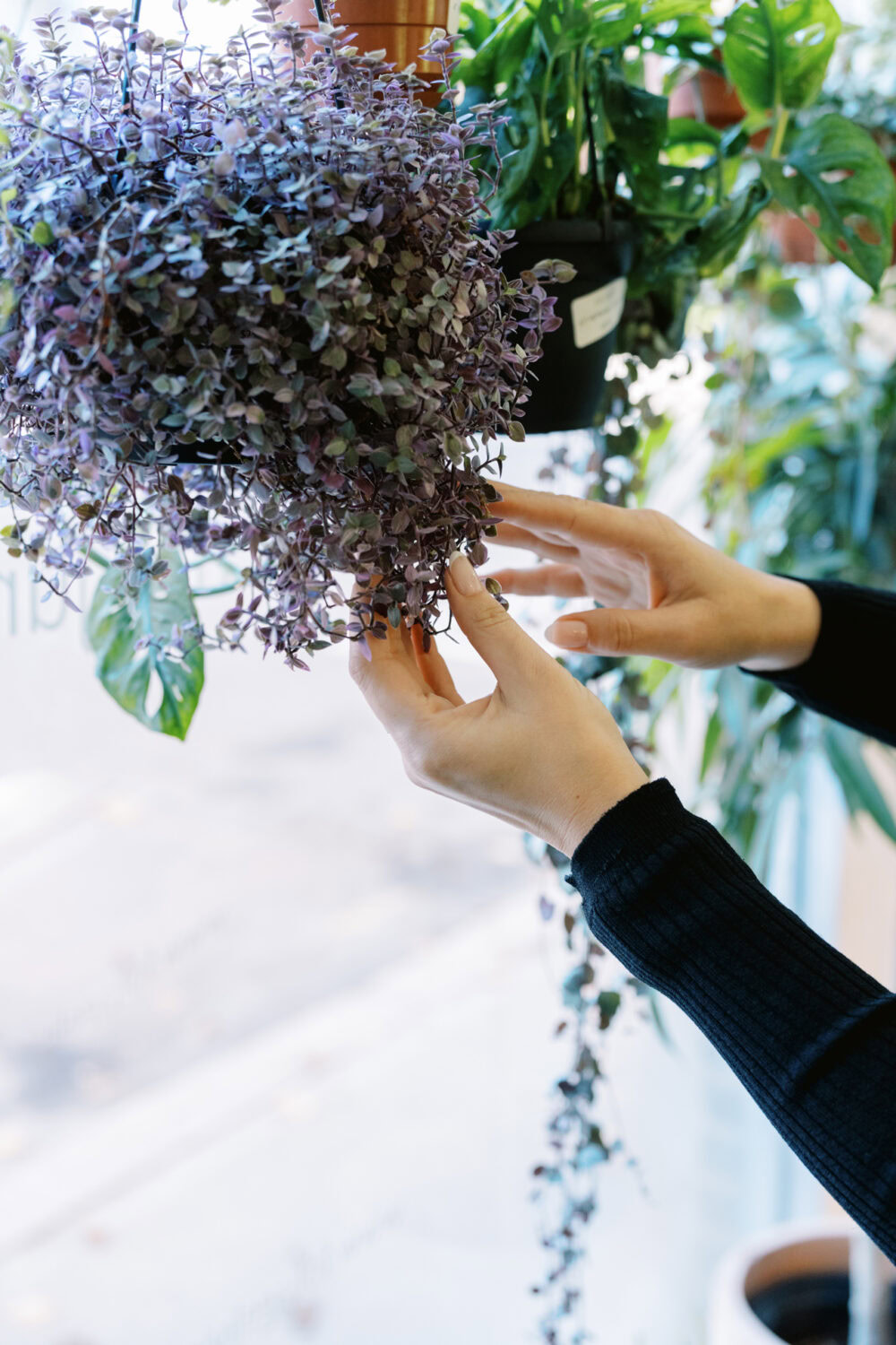 woman's hands inspecting a purple vine hanging in a window.