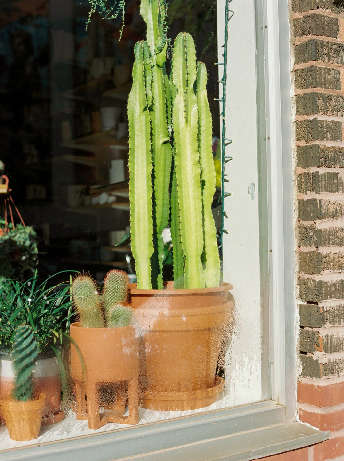 tall skinny cactus in a brown clay pot sitting on a sunny window sill