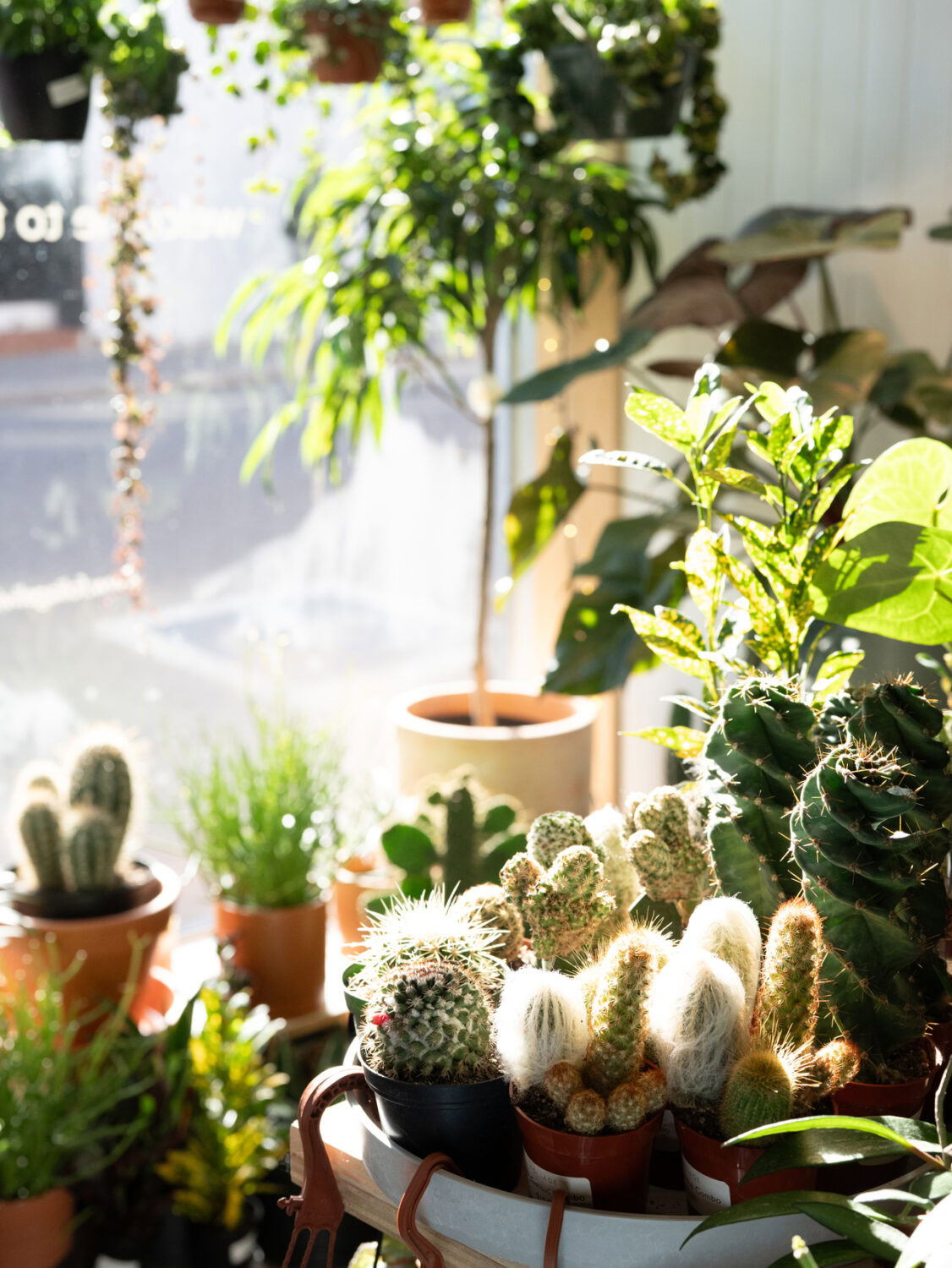 Sunlight shining through the window of a plant shop onto a display of fuzzy cacti.