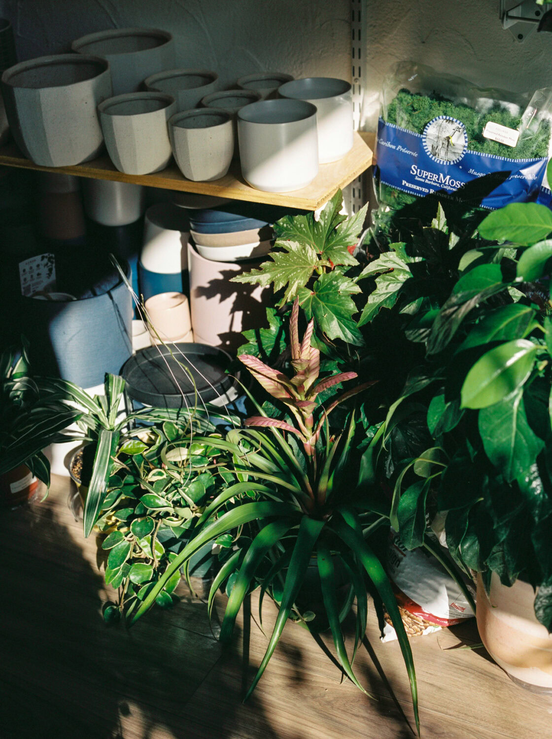 sun shining through a window on pots, bags of moss, and plants.