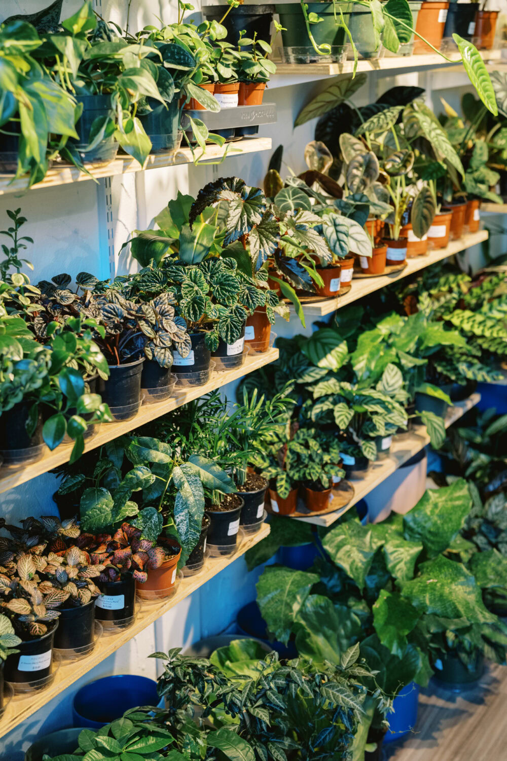 shelves lined with lots of tropical houseplants in a specialty store